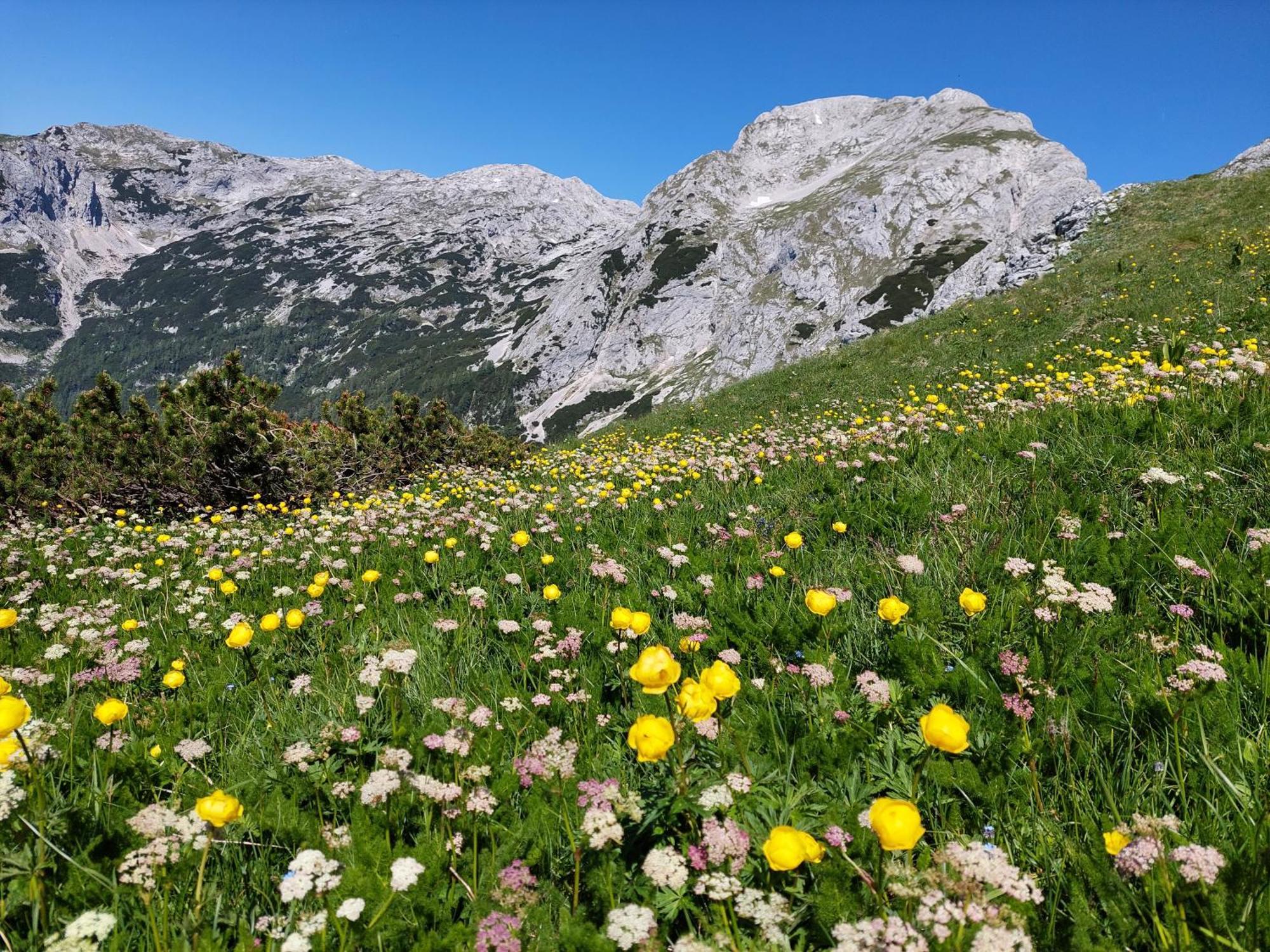 Apartmaji Vesna Bohinj Buitenkant foto